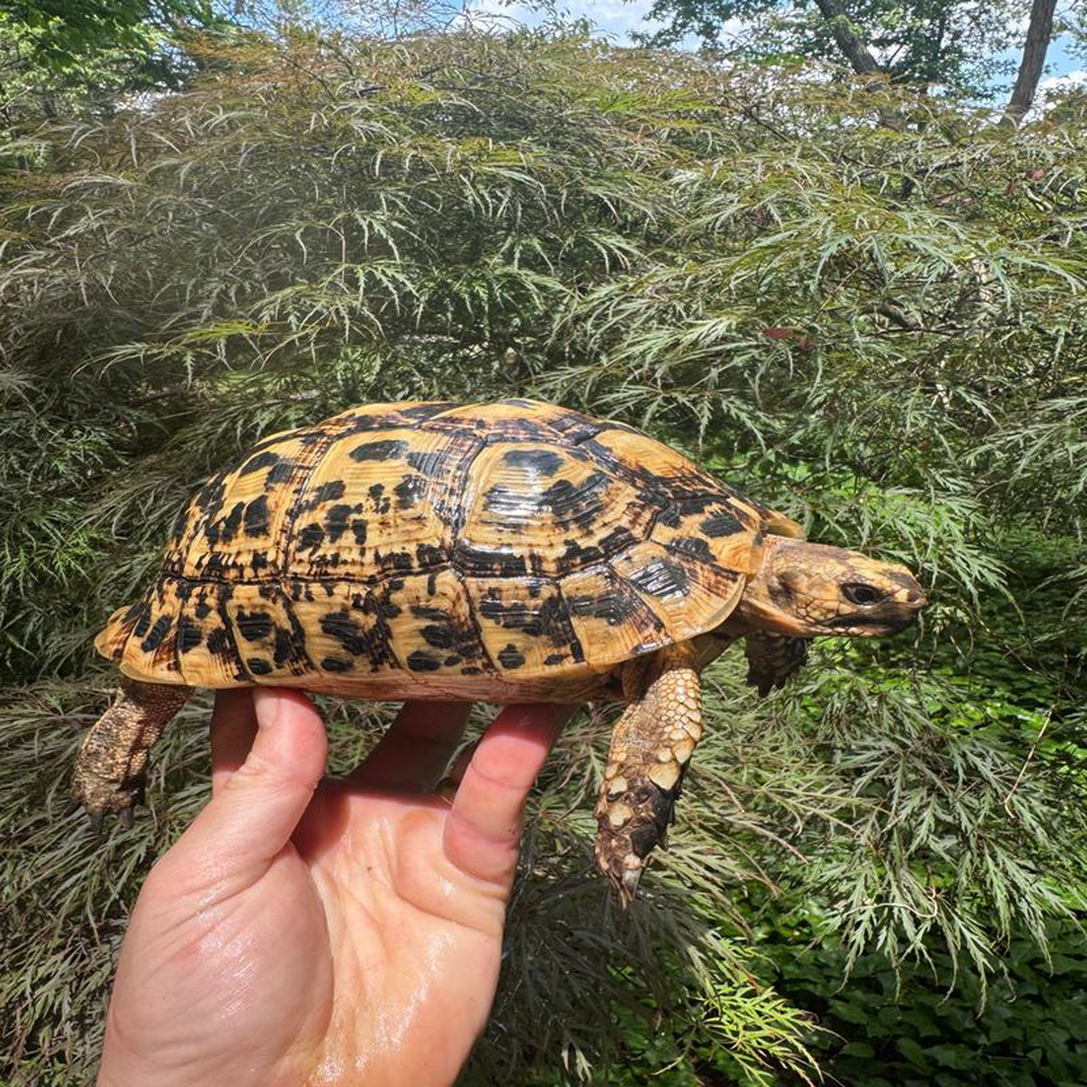Libyan Greek Tortoise Adult Female 1807 (Testudo g cyrenaica)