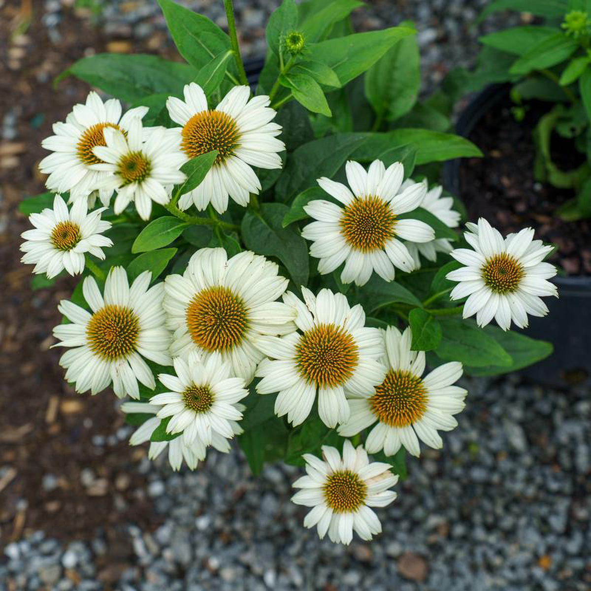 PowWow White Coneflower 2 Gallon
