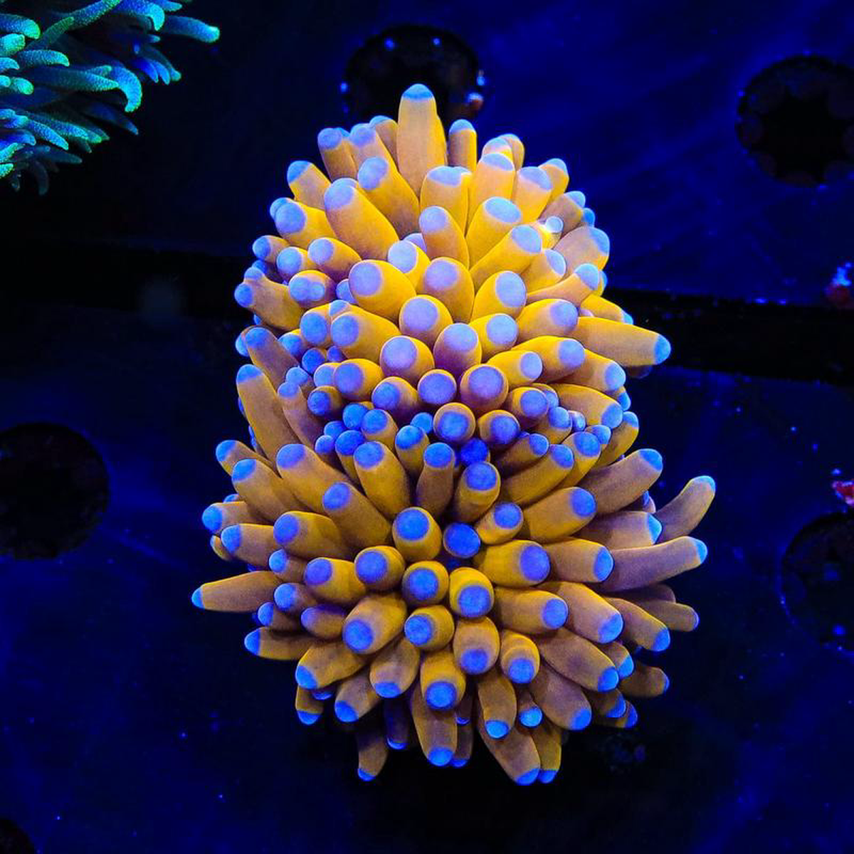 TSA Golden Goddess Torch Coral
