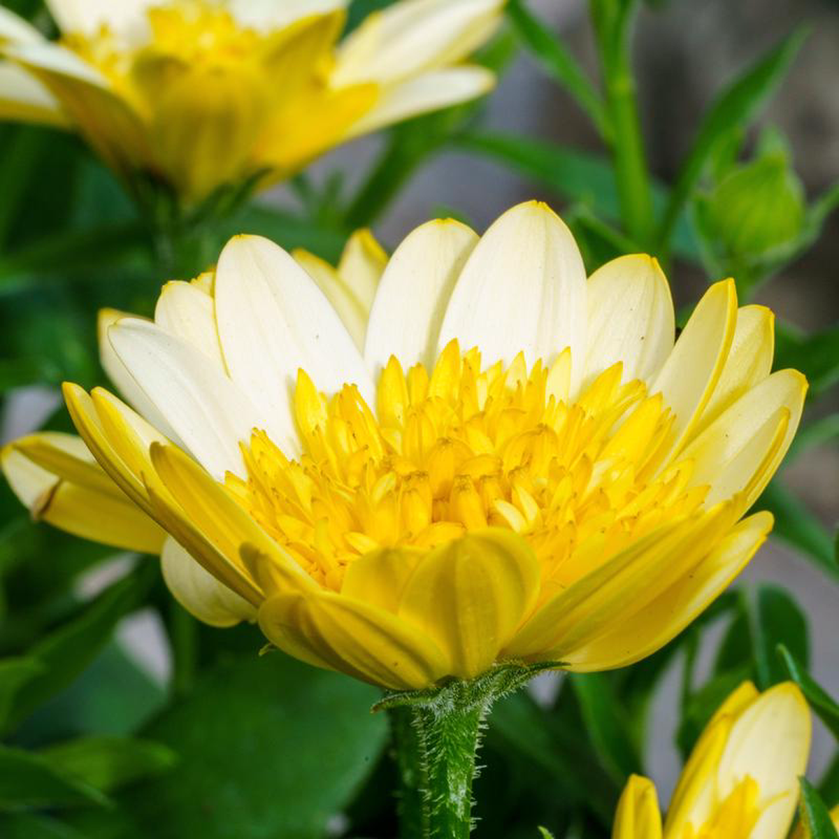 Bright Lights Moonglow African Daisy 48243 Container