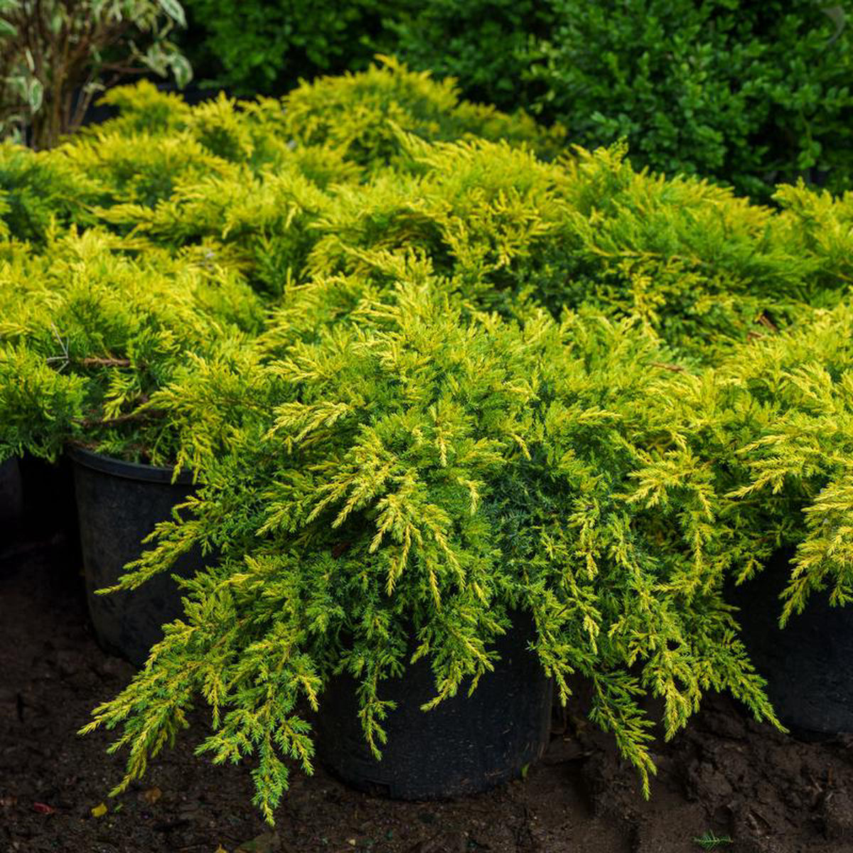 Daub8217s Frosted Chinese Juniper 3 Gallon