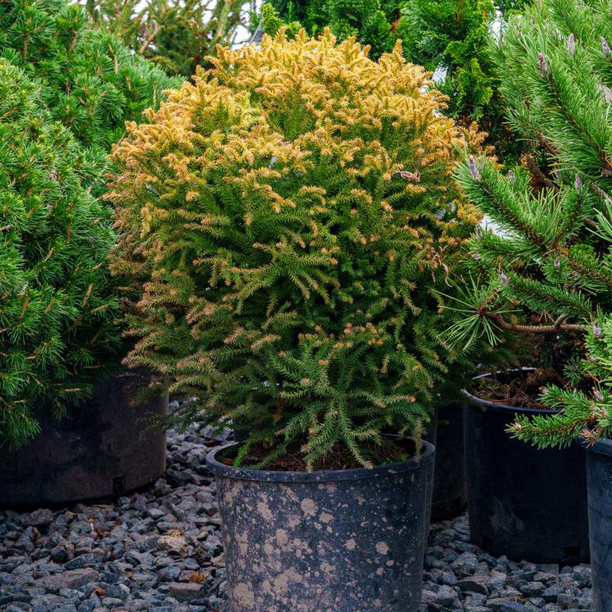 Golden Promise Japanese Cedar 10 Gallon