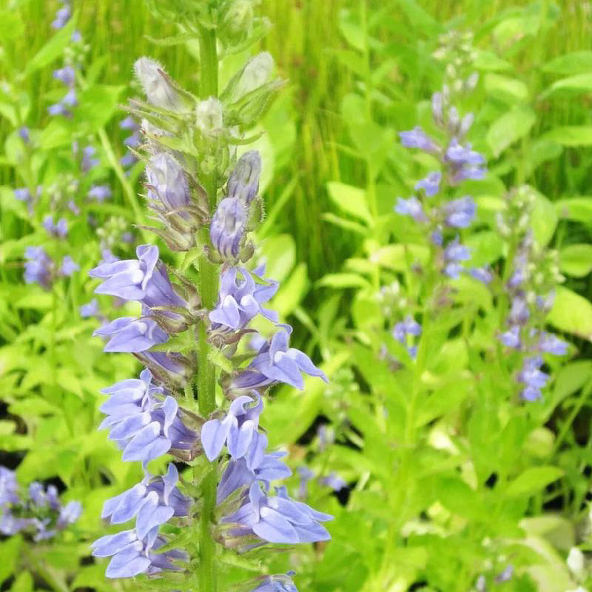 Lobelia Siphilitica Aquatic Pond Plant 8211 Great Blue Lobelia 1ltr (3 Pack)