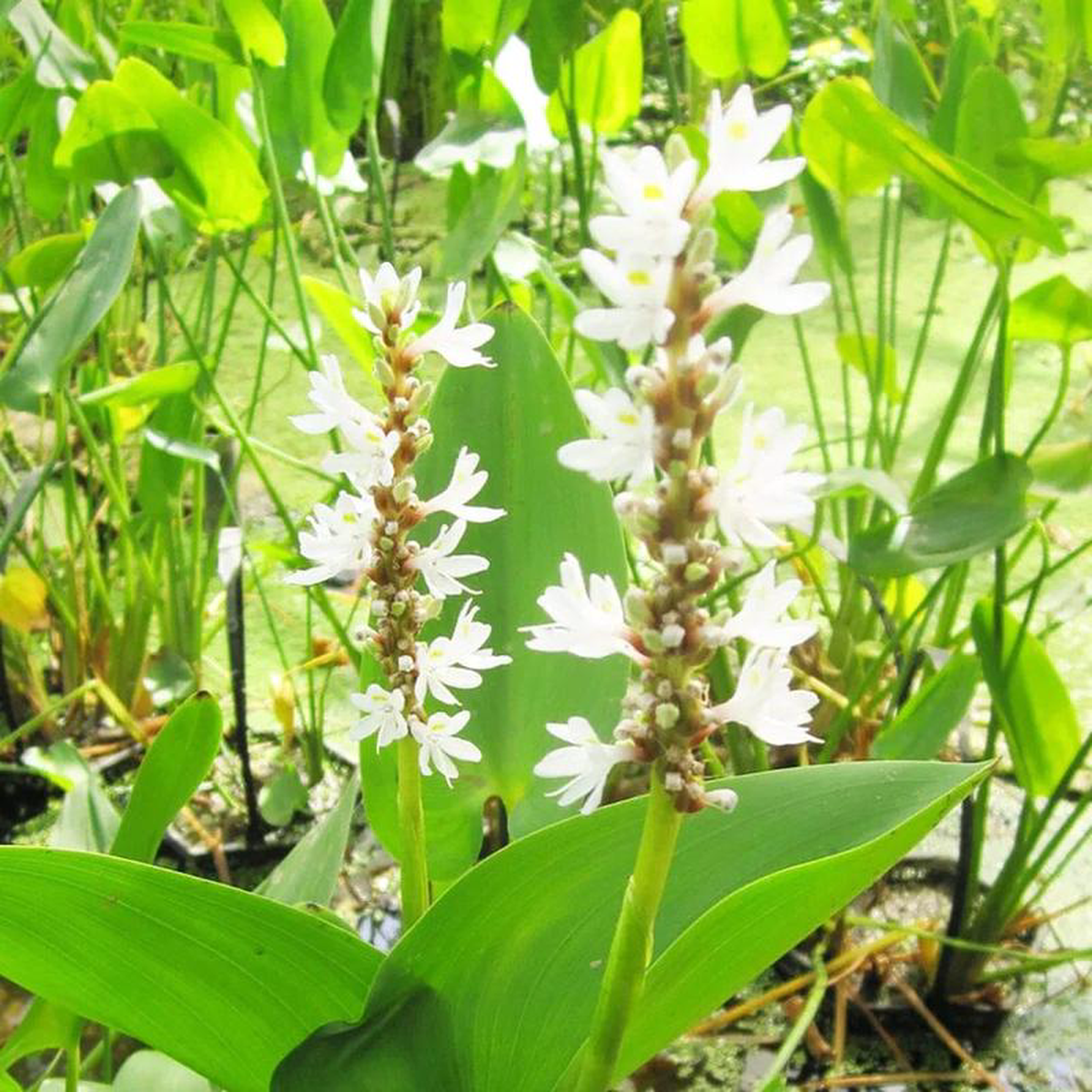 Pontederia Cordata Alba Aquatic Pond Plant 8211 White Pickerel Weed 1ltr Pot Size