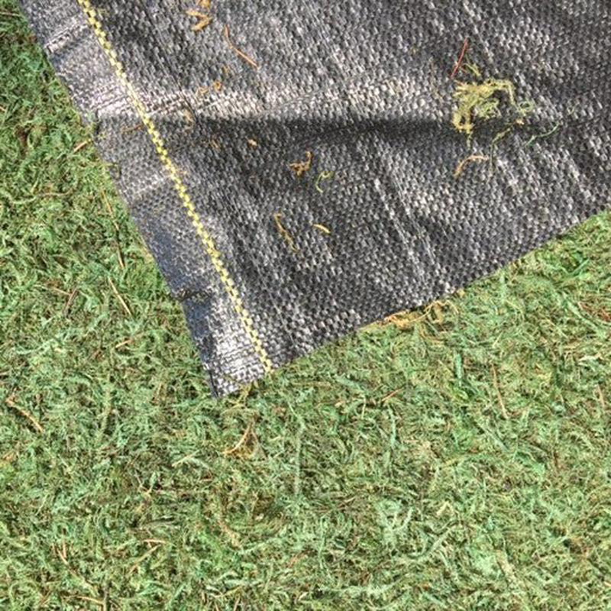 Sheet Moss By The Lineal Foot