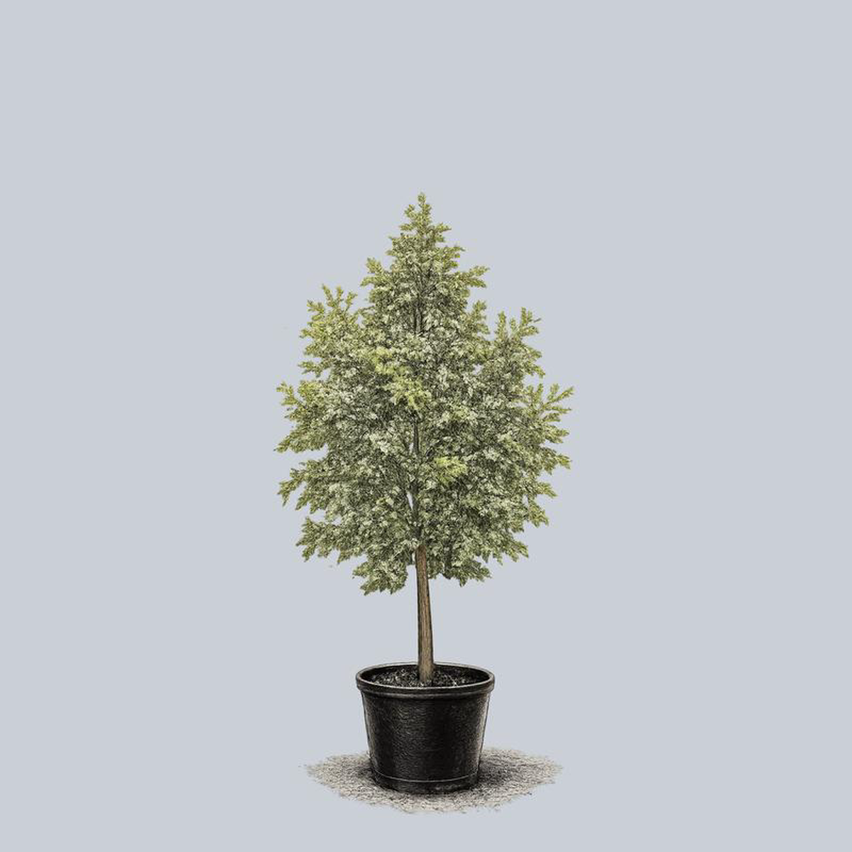 White Oak 15 Gallon