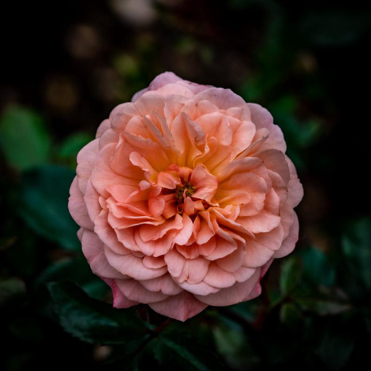 Apricot Drift Rose 2 Gallon