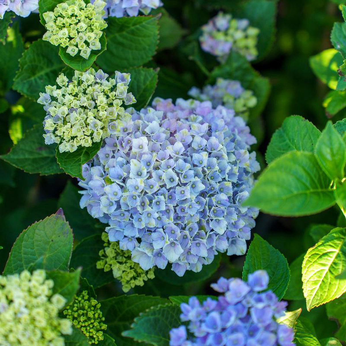 Magical Revolution Bigleaf Hydrangea 3 Gallon