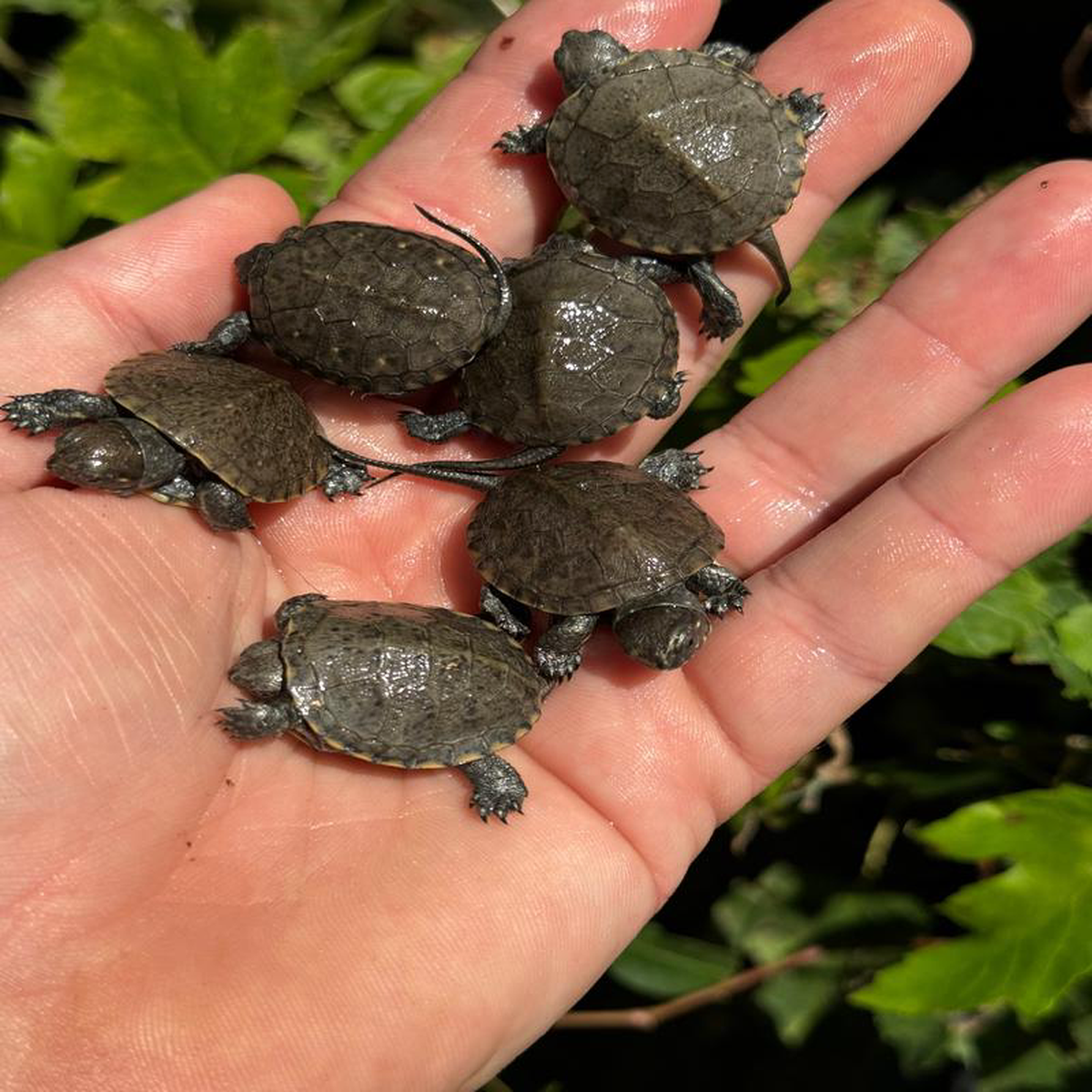 Xarre Dwarf European Pond Turtle Babies (Emys orbicularis hellenica)
