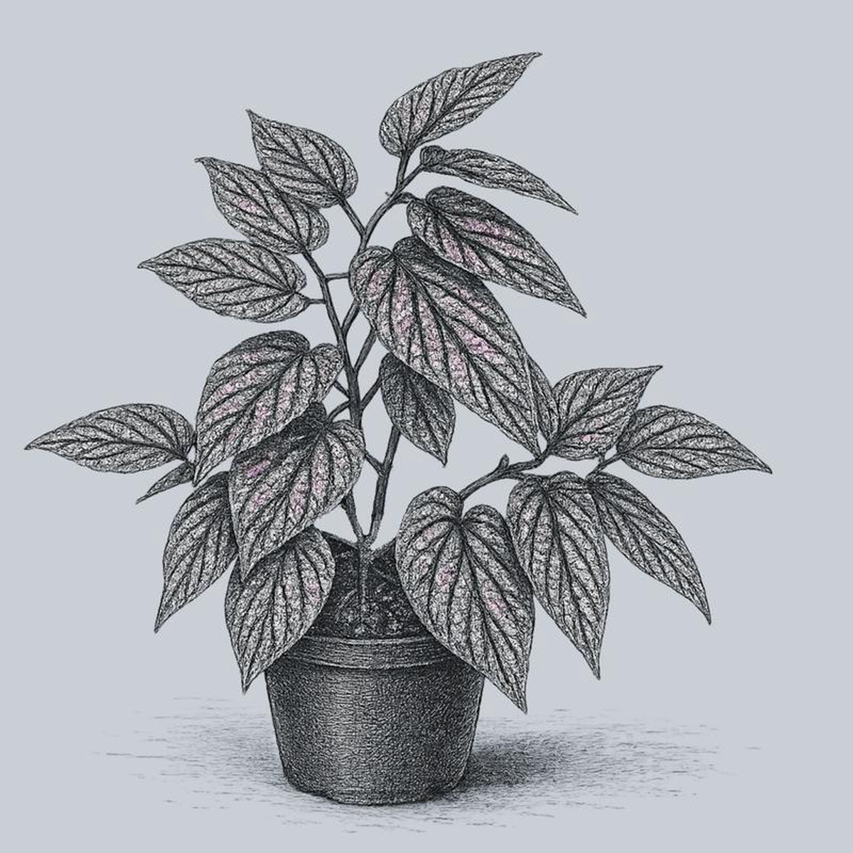Angel Wing Begonia 25 inch Pot