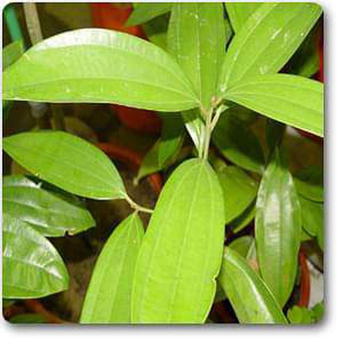 Cinnamomum cassia 8211 Plant
