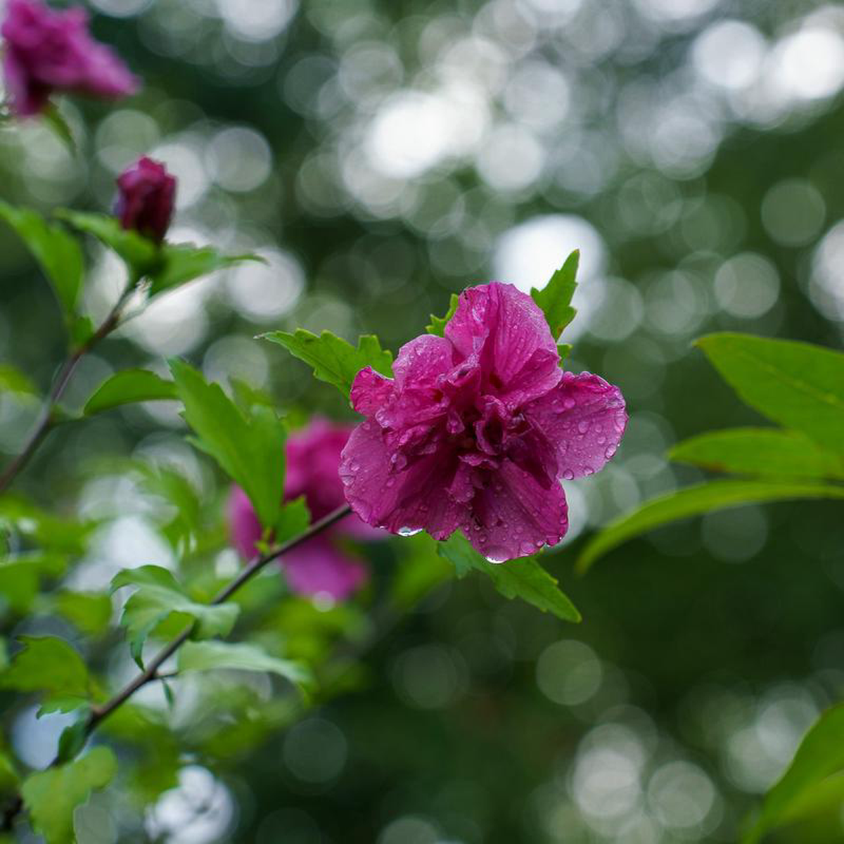 Lucy Rose of Sharon 5 foot B038B