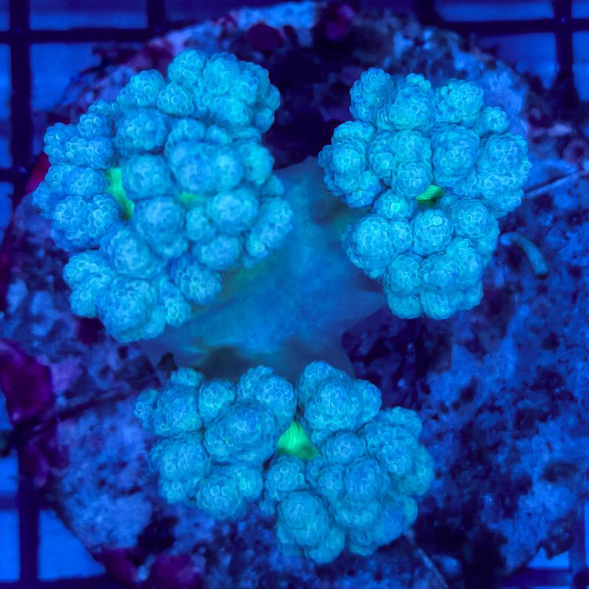 WYSIWYG C Capnella sp 8211 Kenya Tree Coral