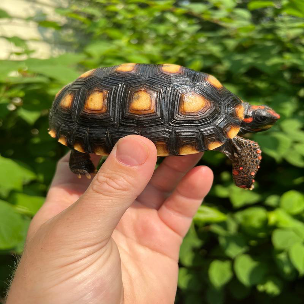 Brazilian Cherryhead Tortoise 2021 14 (Chelonoidis carbonaria)