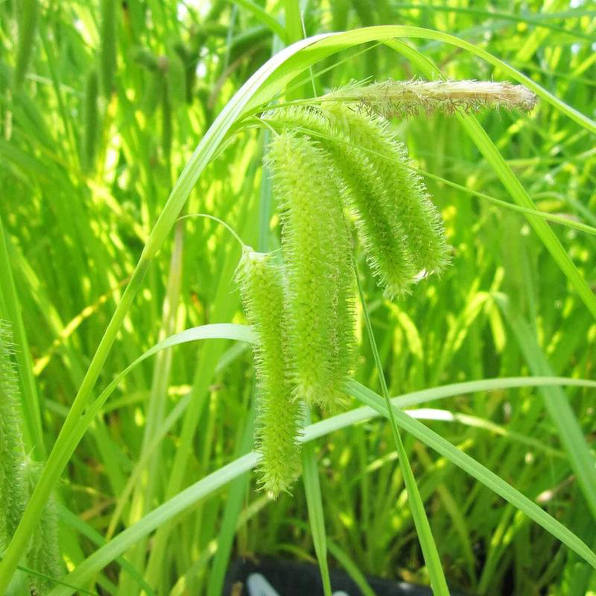 Carex Pseudocyperus Aquatic Pond Plant 8211 Cypriot Sedge 1ltr (3 Pack)
