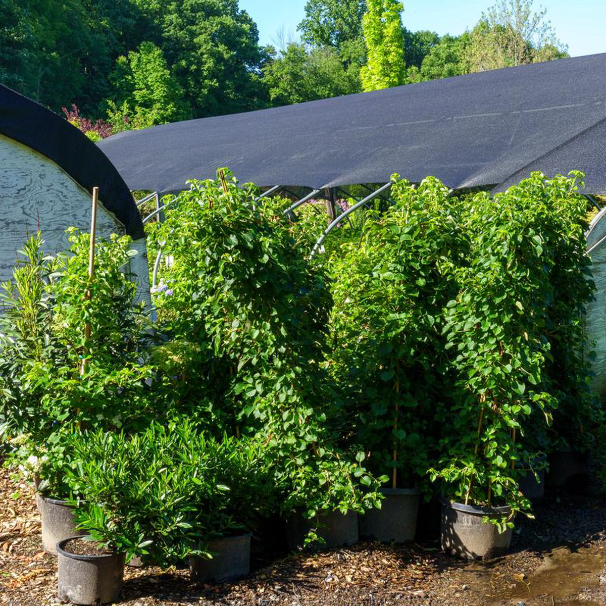 Climbing Hydrangea 3 Gallon