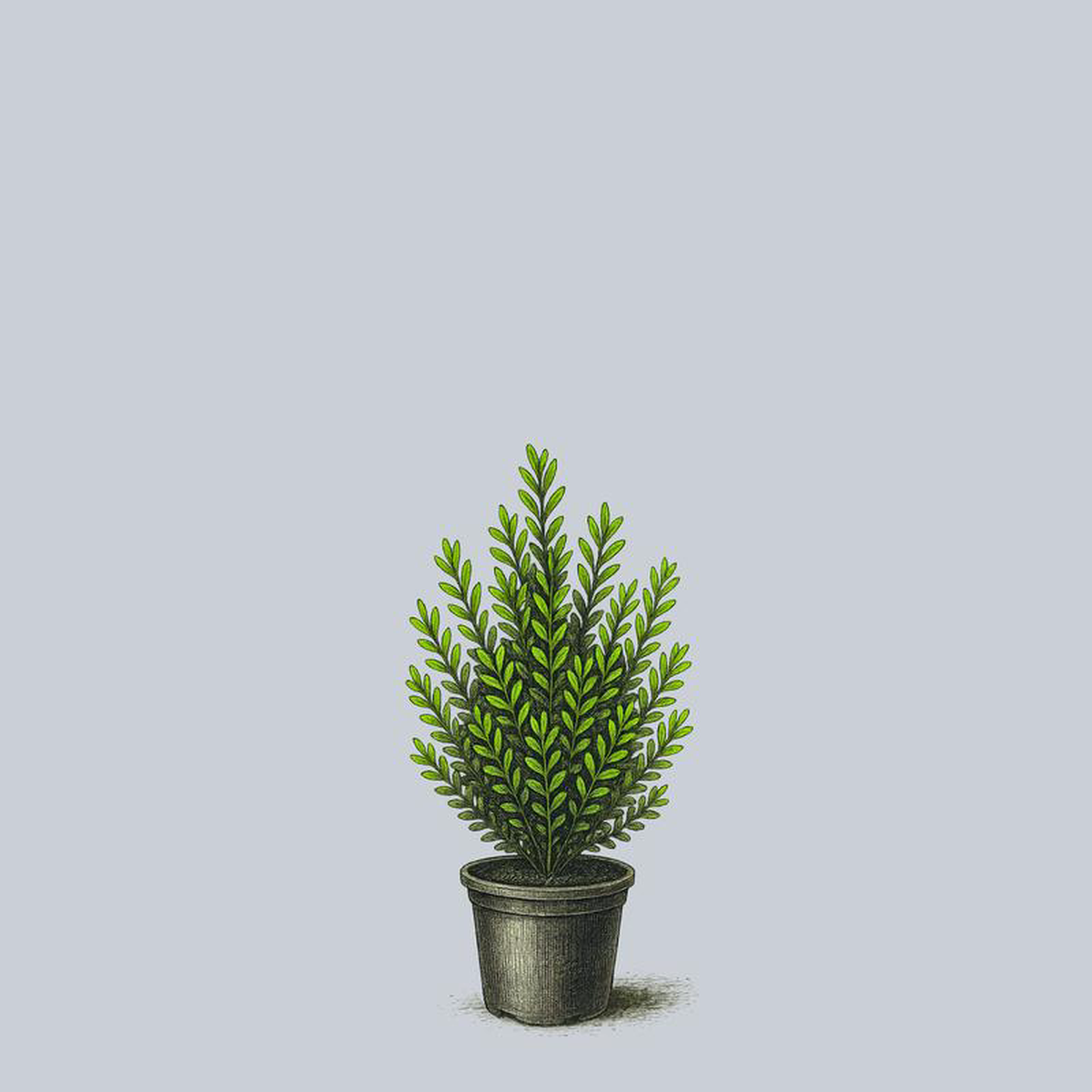 Densa Inkberry Holly 5 Gallon