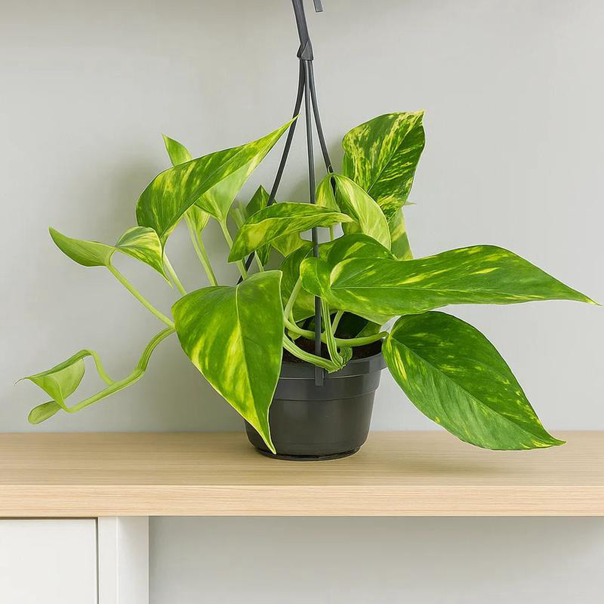 15 8211 25cm Epipremnum Njoy Gold in Hanging 14cm Pot