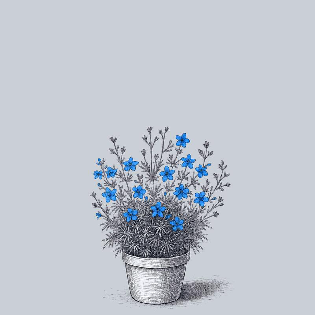 Blue Butterfly Delphinium 2 Gallon