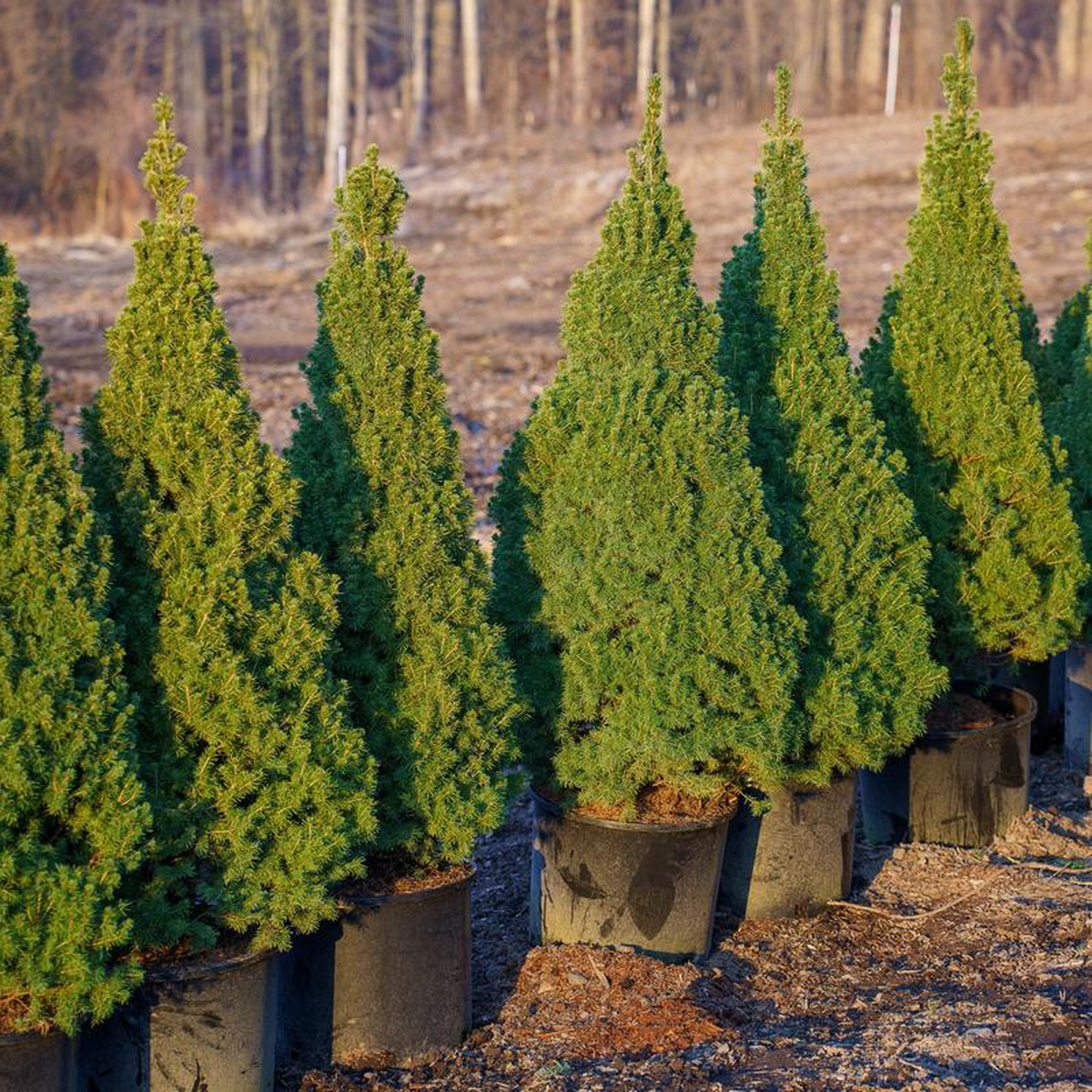 Dwarf Alberta Spruce 2 Container