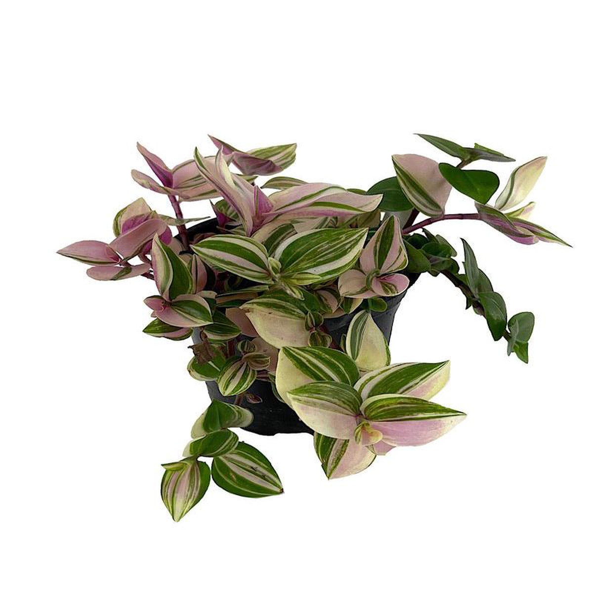 Tradescantia tricolor 8216Pink Princess8217 4 Inch