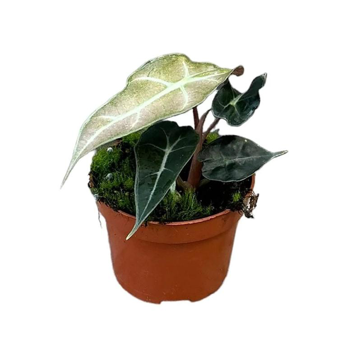 15 cm Alocasia Polly Variegata House Plant 105 cm Pot