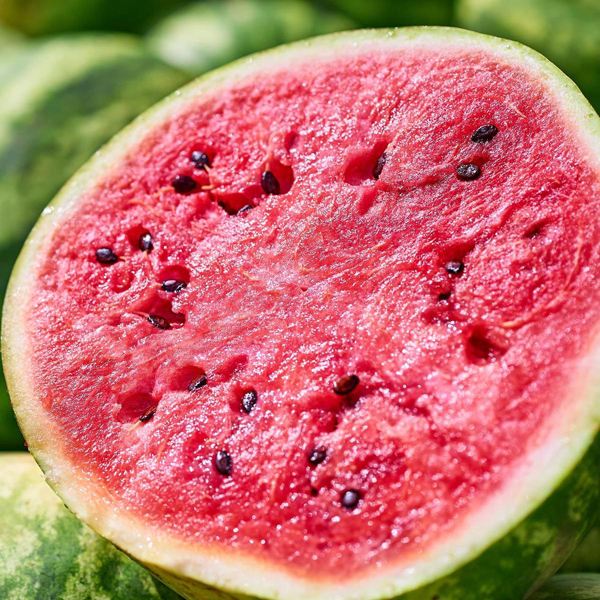 Dixie Queen Watermelon (Citrullus lanatus)