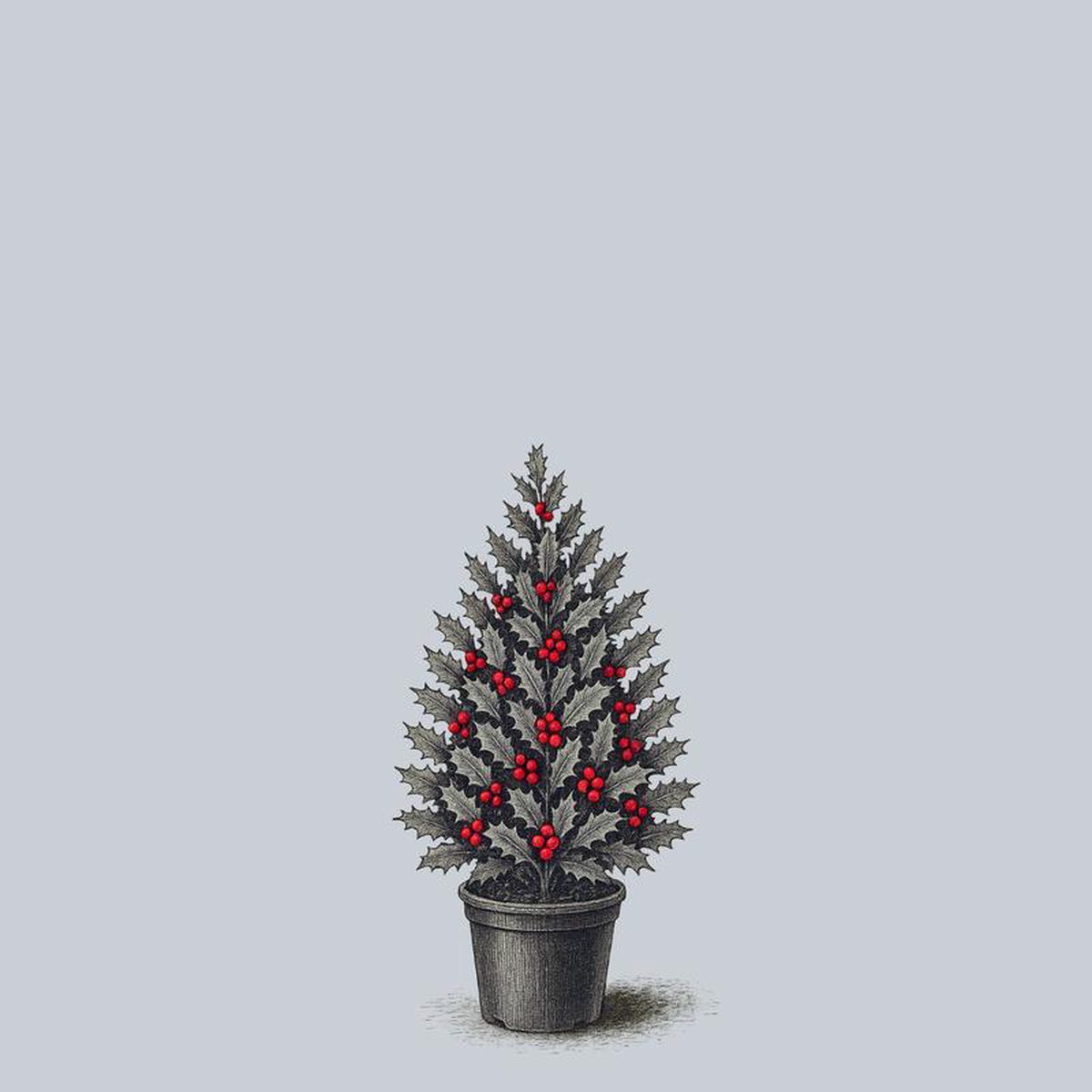 Robin Red Holly 15 Gallon