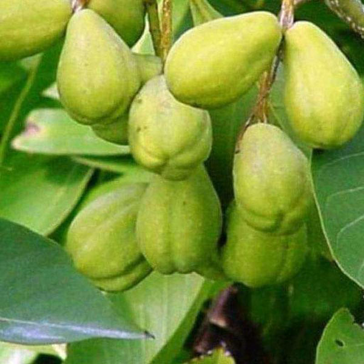Terminalia Chebula Harad Hirada 8211 05 kg Seeds