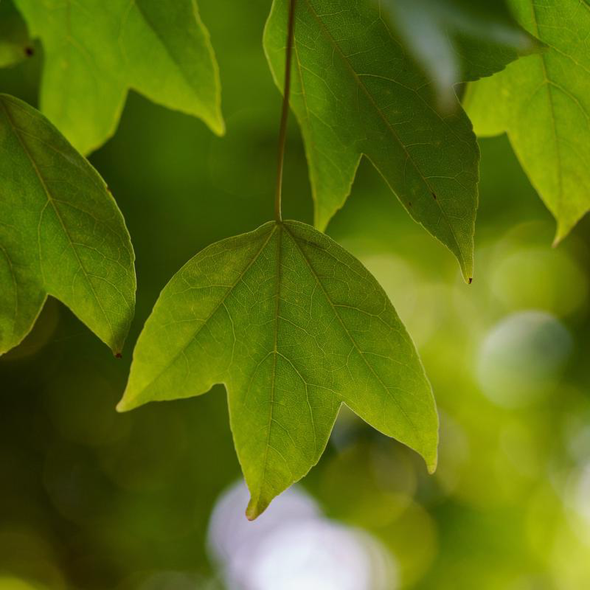 Trident Maple 3 inch B038B