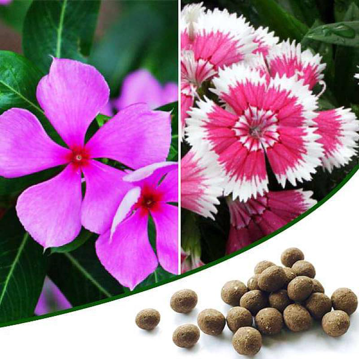 Beautiful Flower Gardening 8211 100 Seed Balls