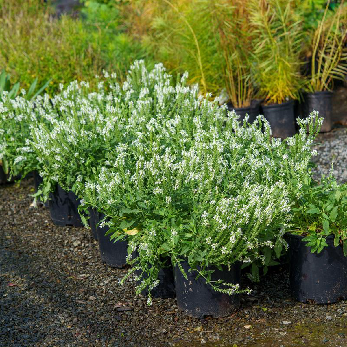 Snow Hill Sage 2 Gallon