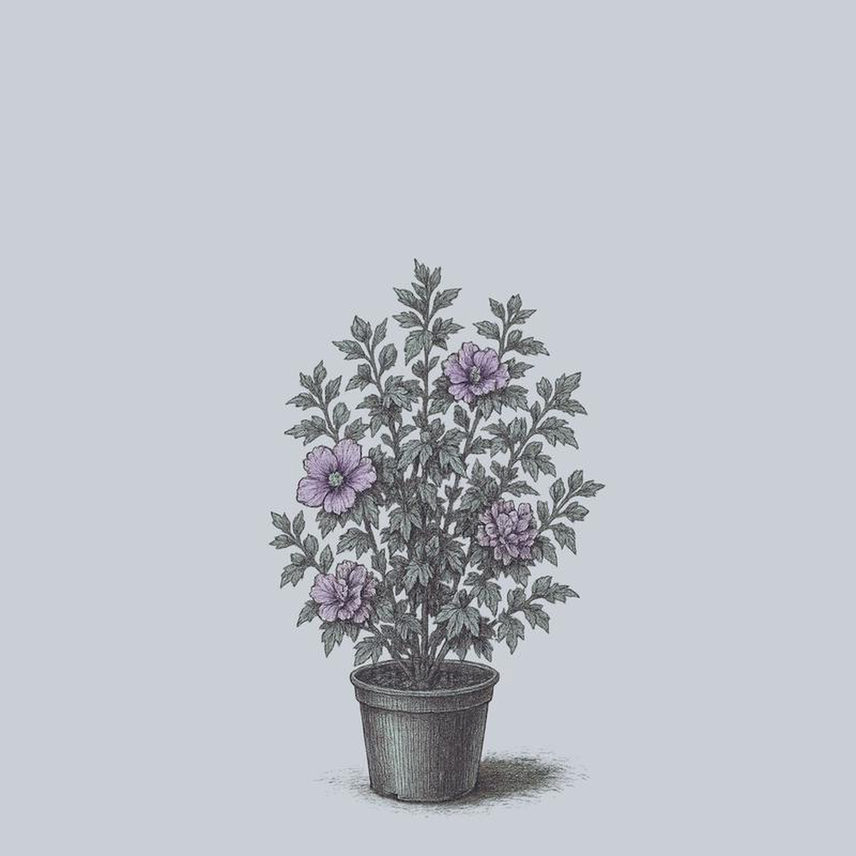 Ardens Rose of Sharon 3 inch B038B