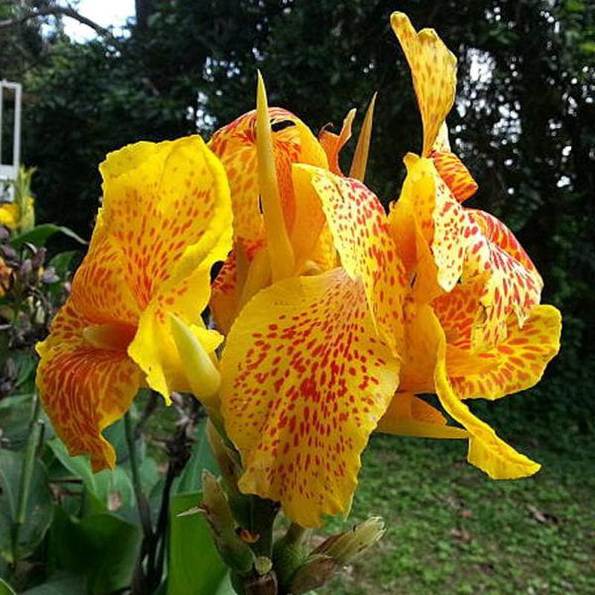 Gladiolus Ecklonii (Yellow White Red) 8211 Bulbs (set of 10)