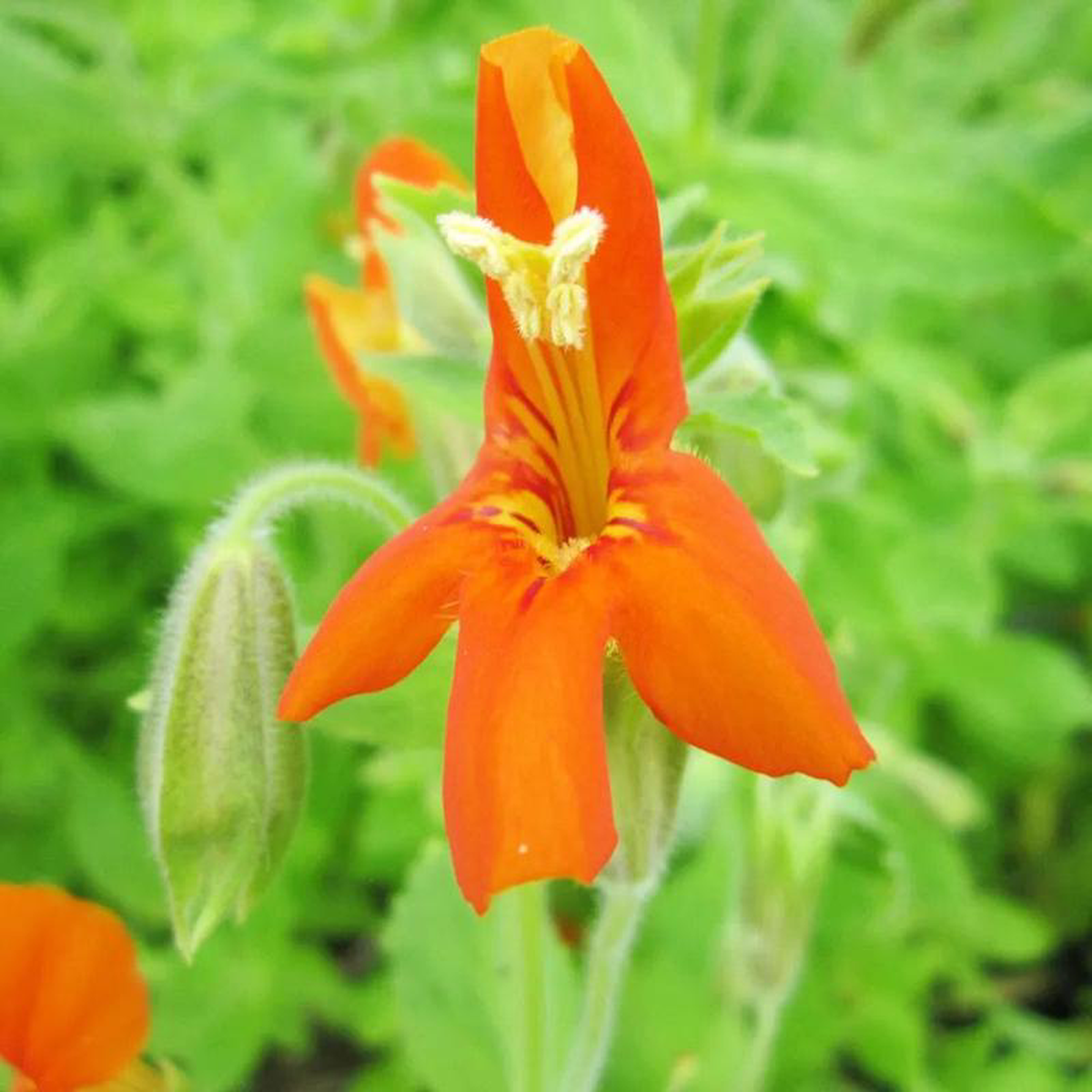 Mimulus Cardinalis Aquatic Pond Plant 8211 Scarlet Monkey Flower 1ltr (3 Pack)