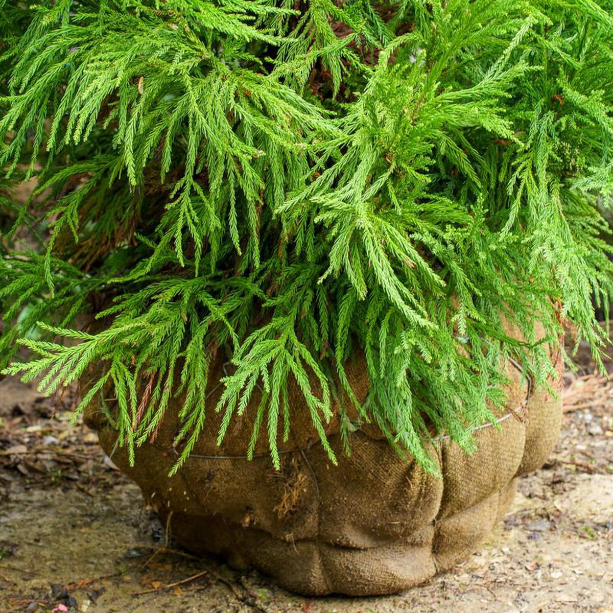 Radicans Japanese Cedar 128242 B038B