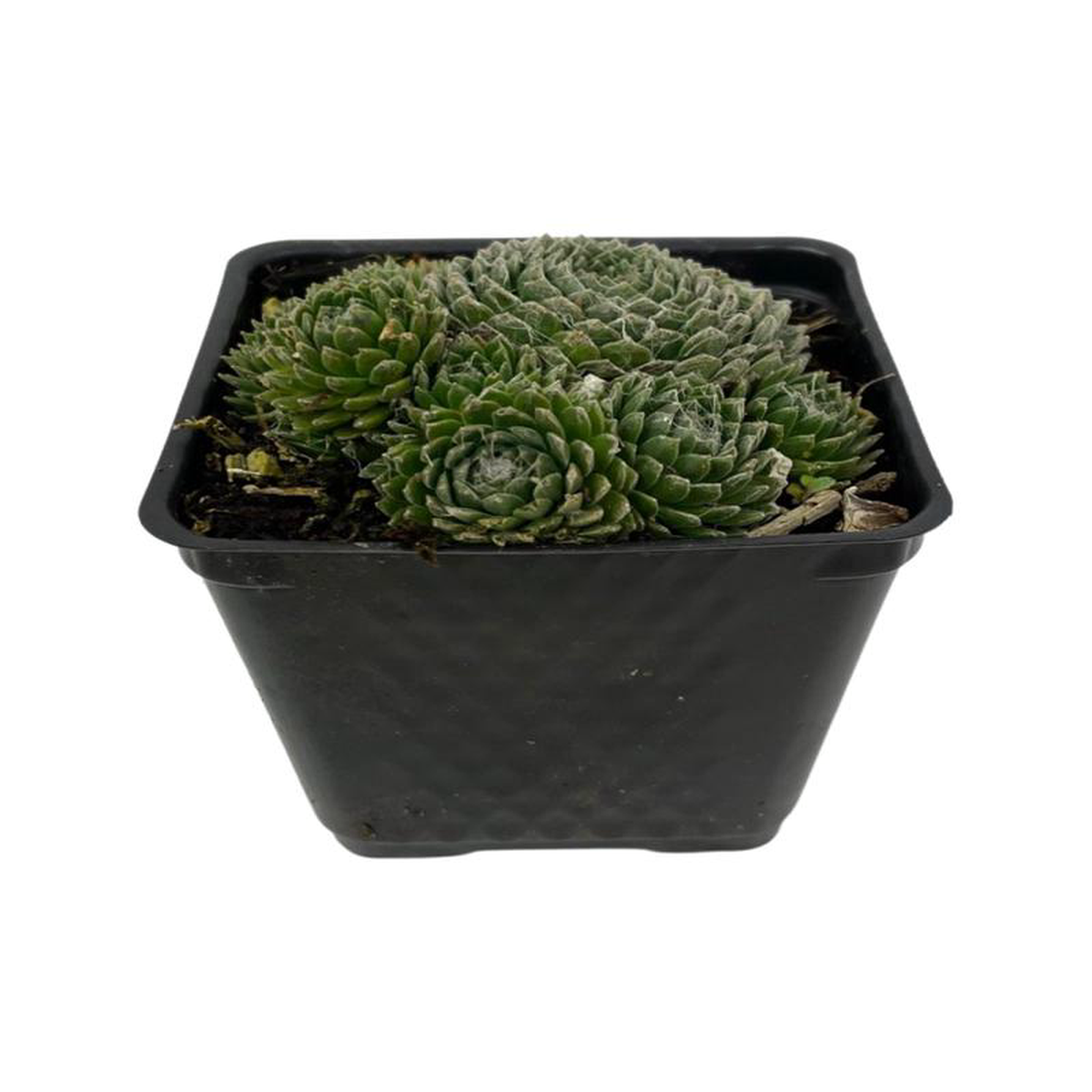 Sempervivum arachnoidium 8216Forest Frost8217 4 Inch