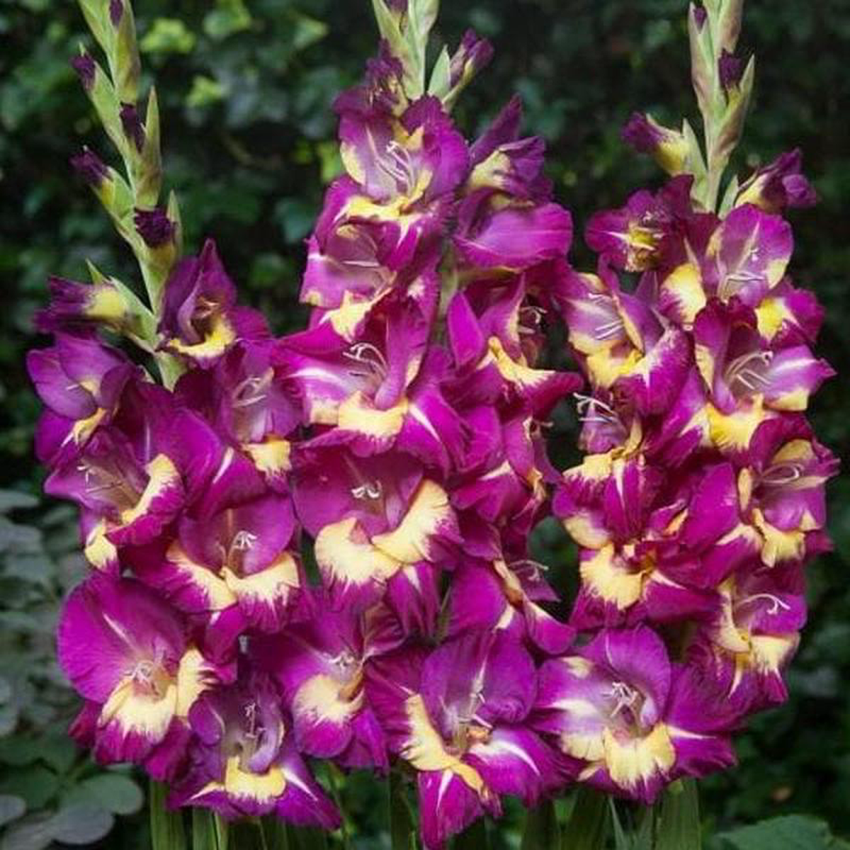 Gladiolus Eighth Wonder (Purple Yellow) 8211 Bulbs (set of 10)