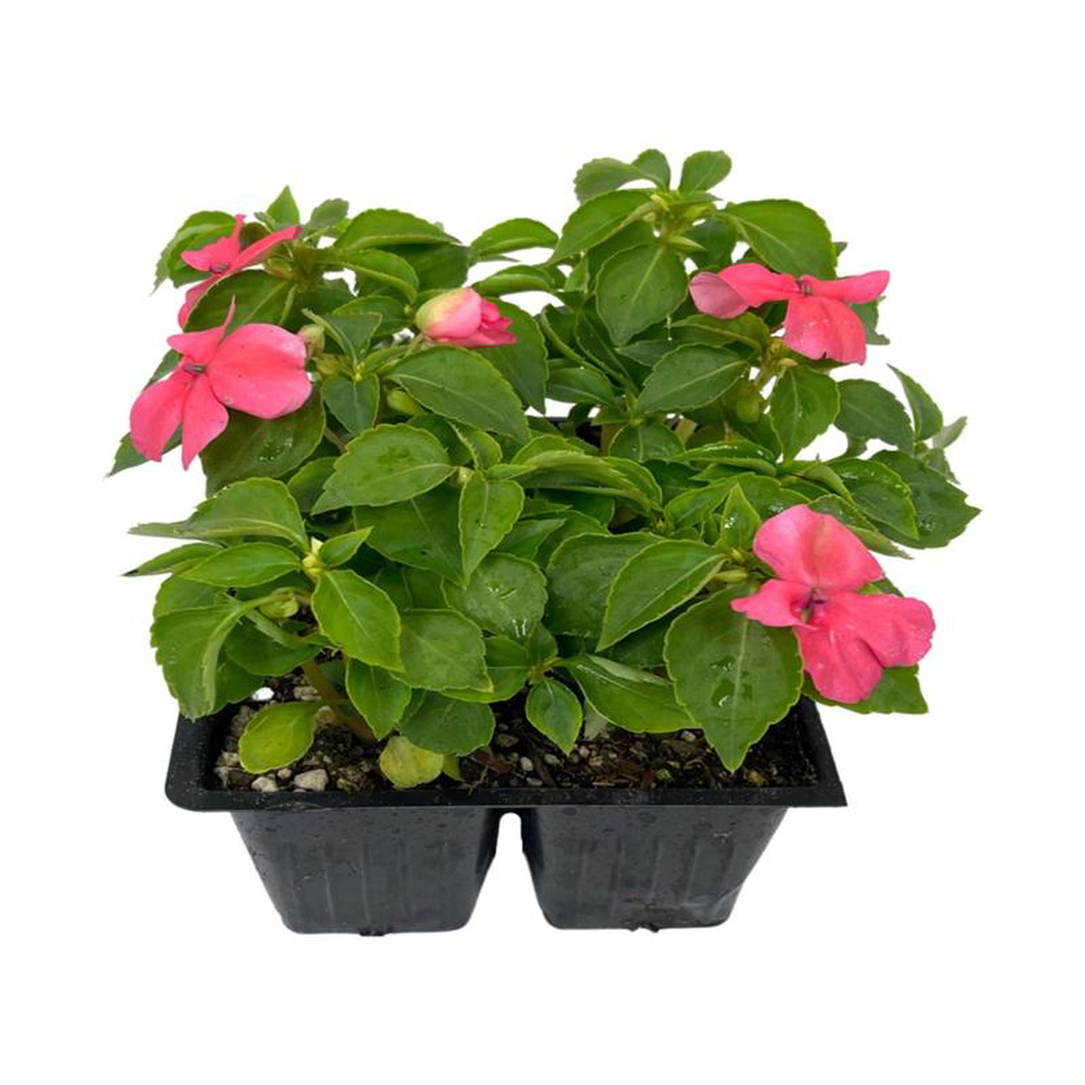 Impatiens 8216Beacon Coral8217 Jumbo Traypack