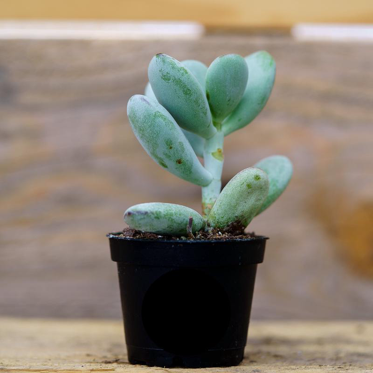Sempervivum Living Canvas 2 inch Pot