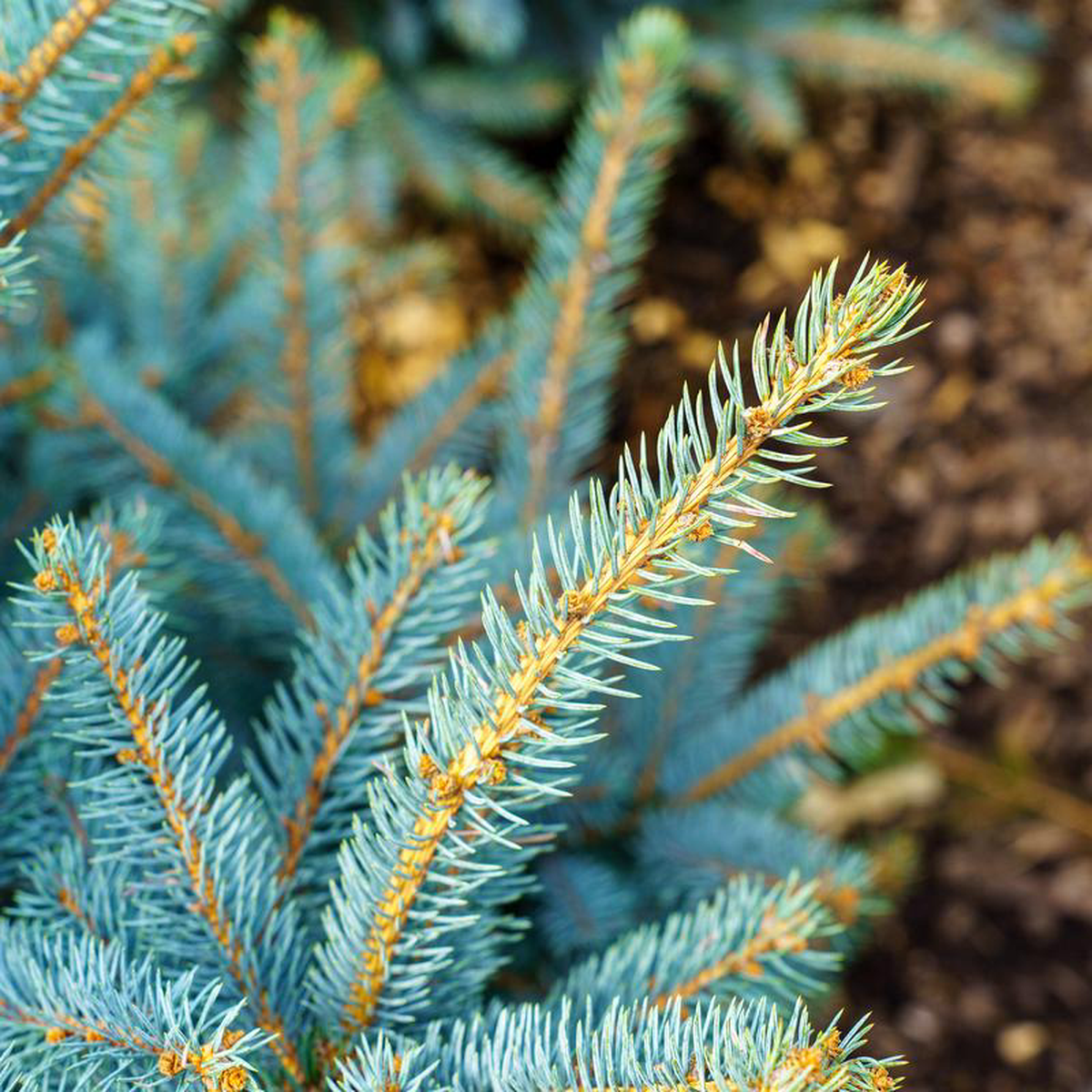 Fat Albert Colorado Spruce 6 foot B038B