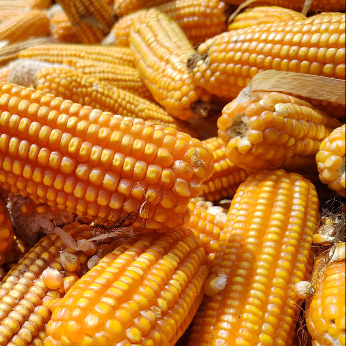 Pencil Cob Corn (Zea mays)