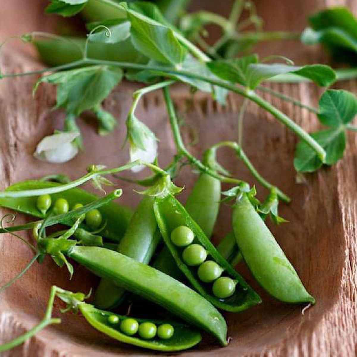 Sugar Pea Snow Pea 8211 Vegetable Seeds
