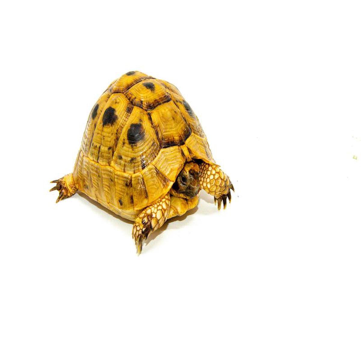 Syrian Golden Greek Tortoise Adult Female 2 (Testudo graeca terrestris) 8211 SGGTAF2