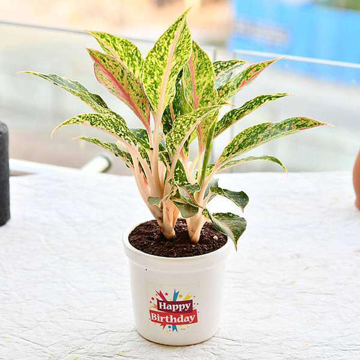 Wish a Joyful Birthday with Aglaonema Butterfly Manis in Ceramic Pot