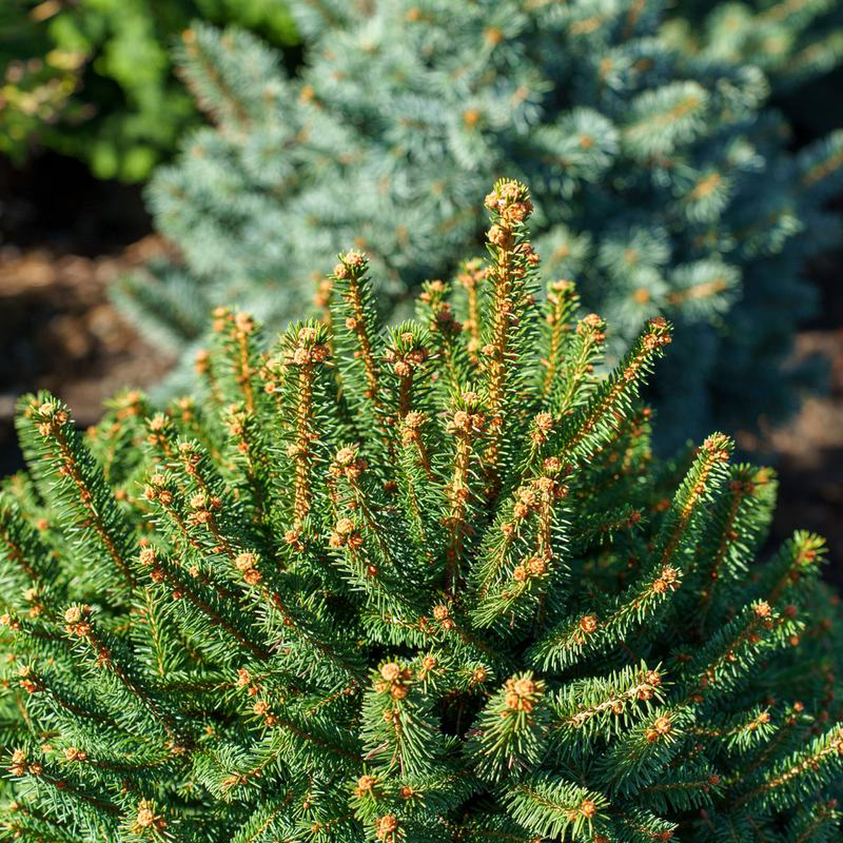 Clanbrassiliana Stricta Norway Spruce 10 Gallon