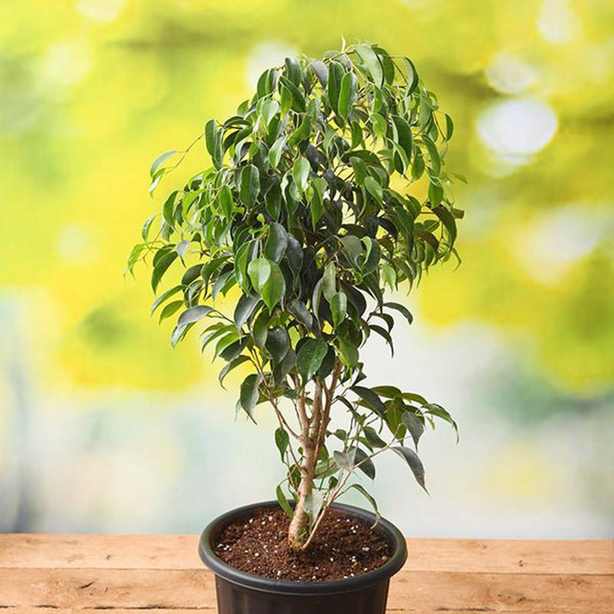 Ficus Benjamina Weeping Fig 8211 Plant