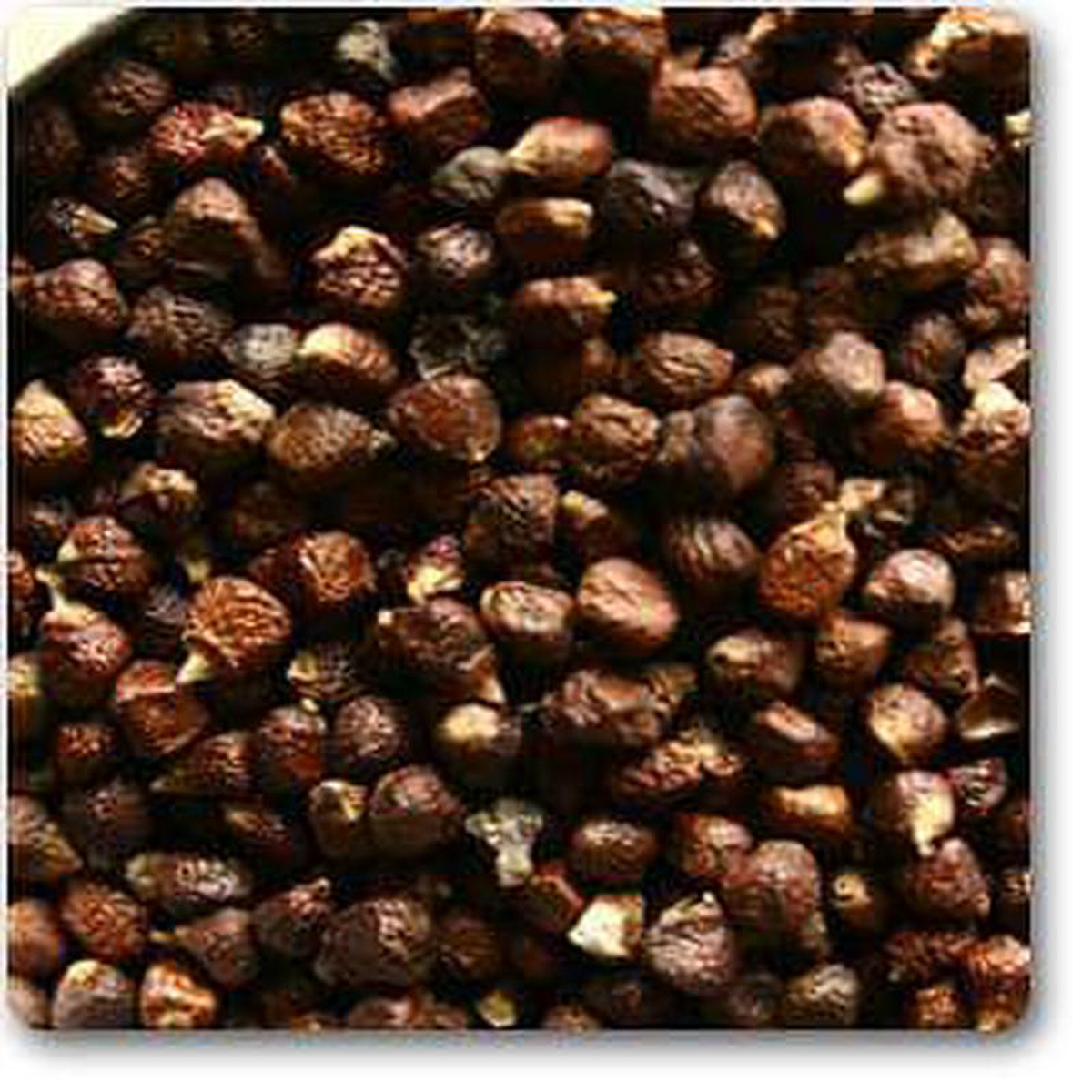 Grains of Paradise 8211 Plant