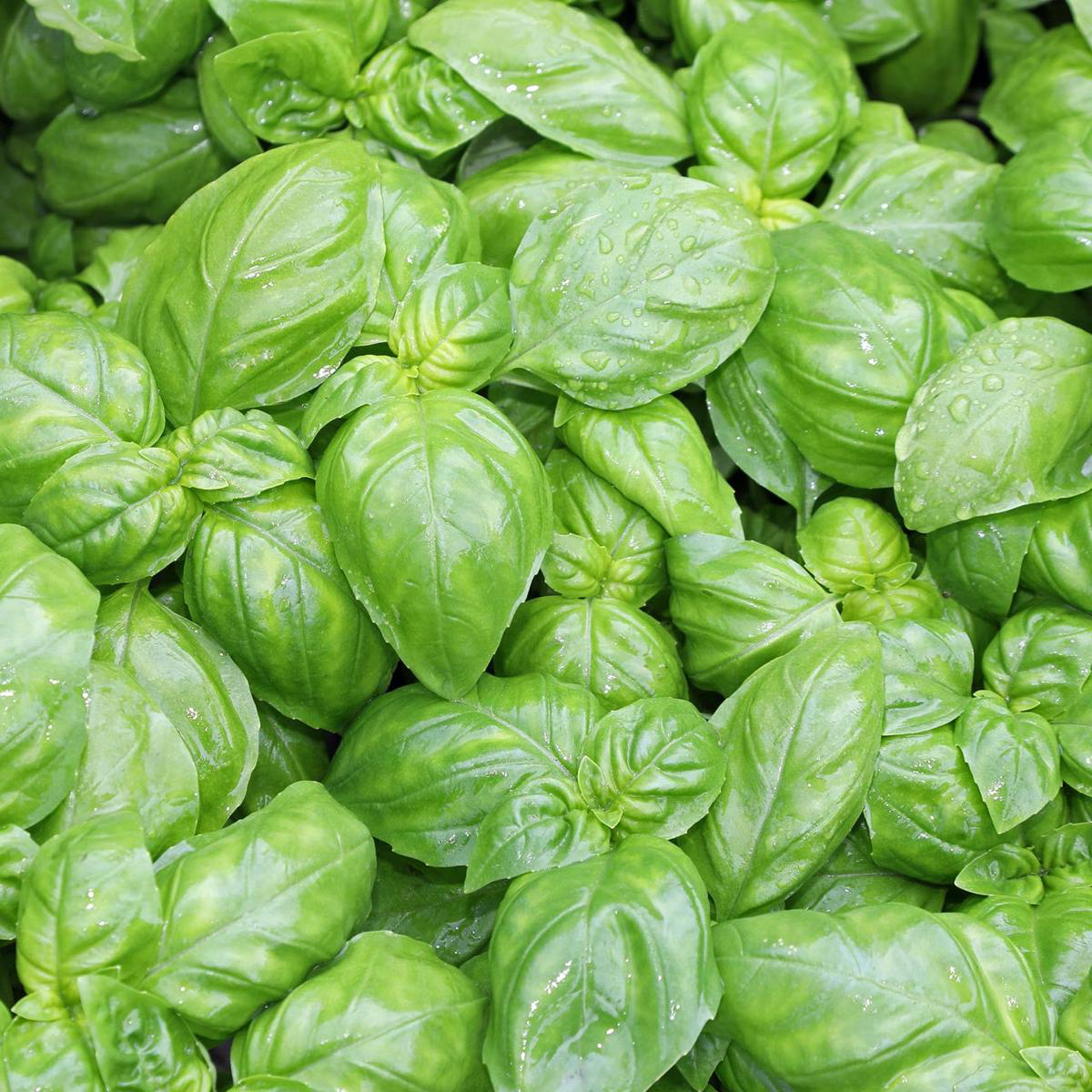 Organic Genovese Basil (Ocimum basilicum)