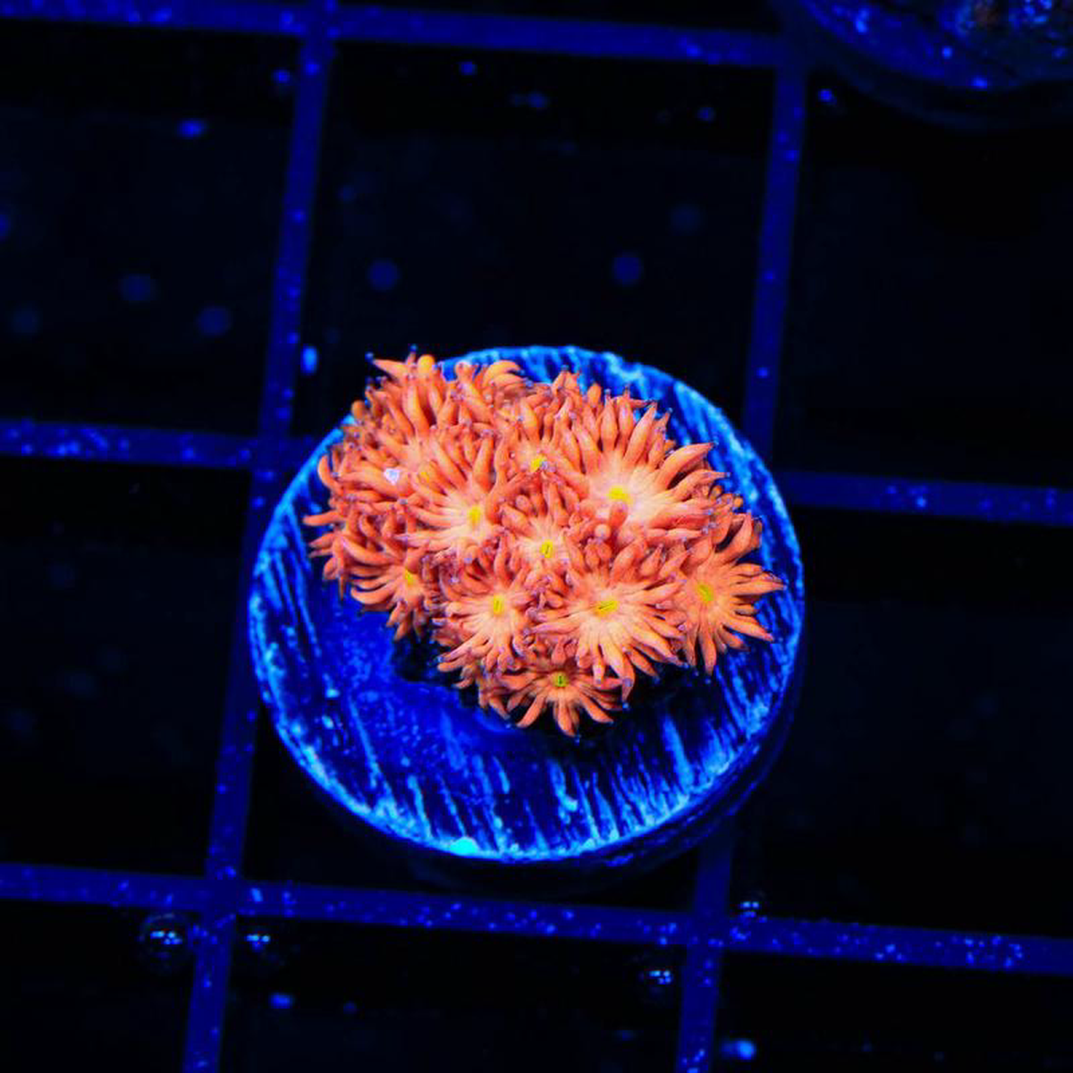 TSA Sun Kiss Goniopora Coral